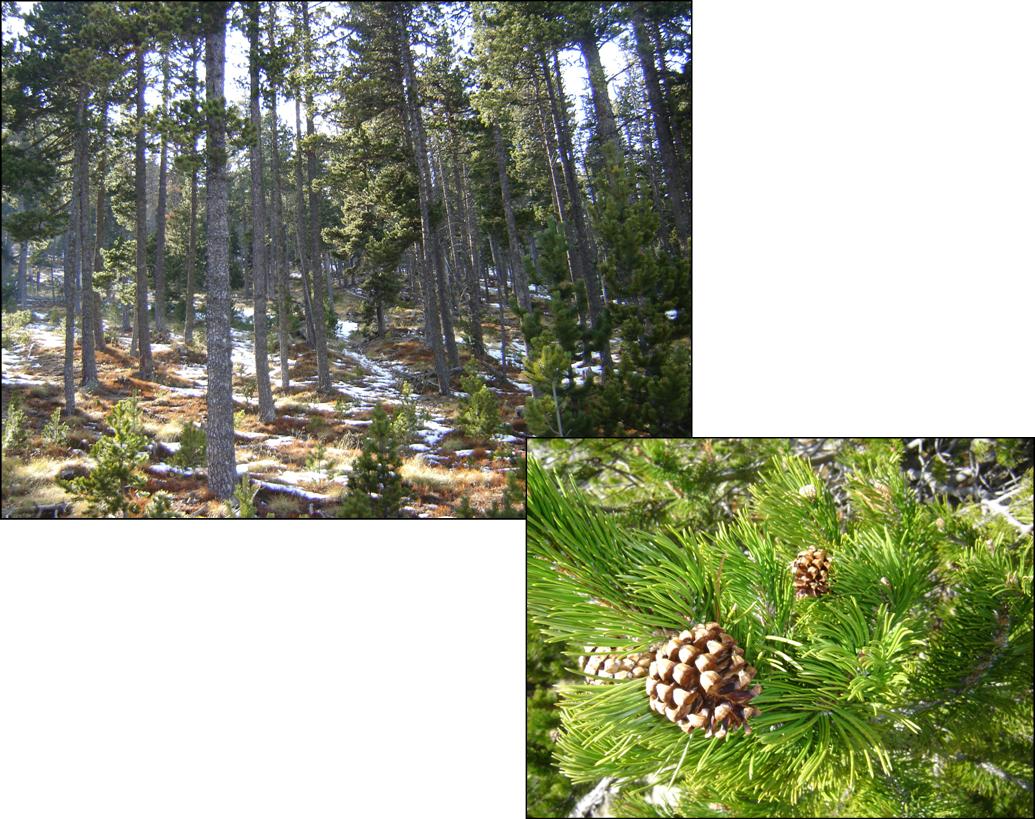 Pinus